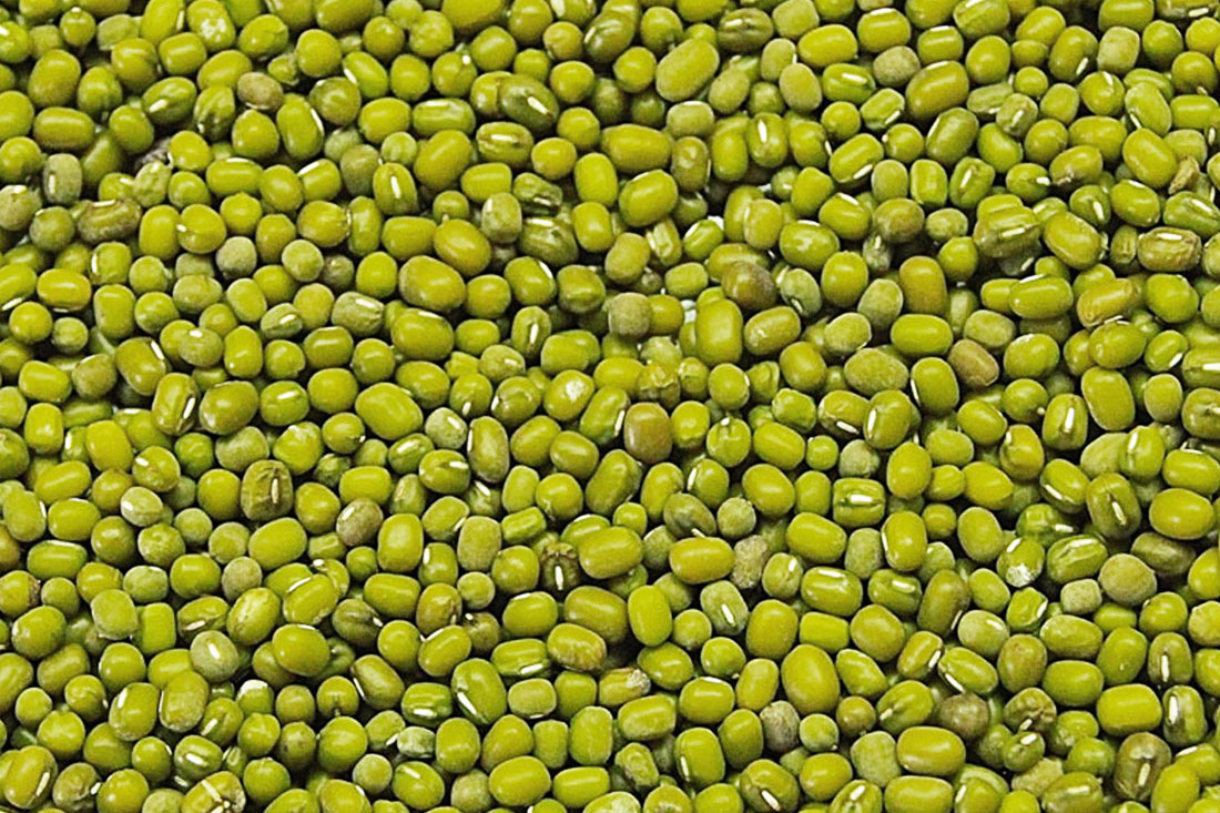 Exportação Feijão mungo - Green Mung Beans - Arbaza